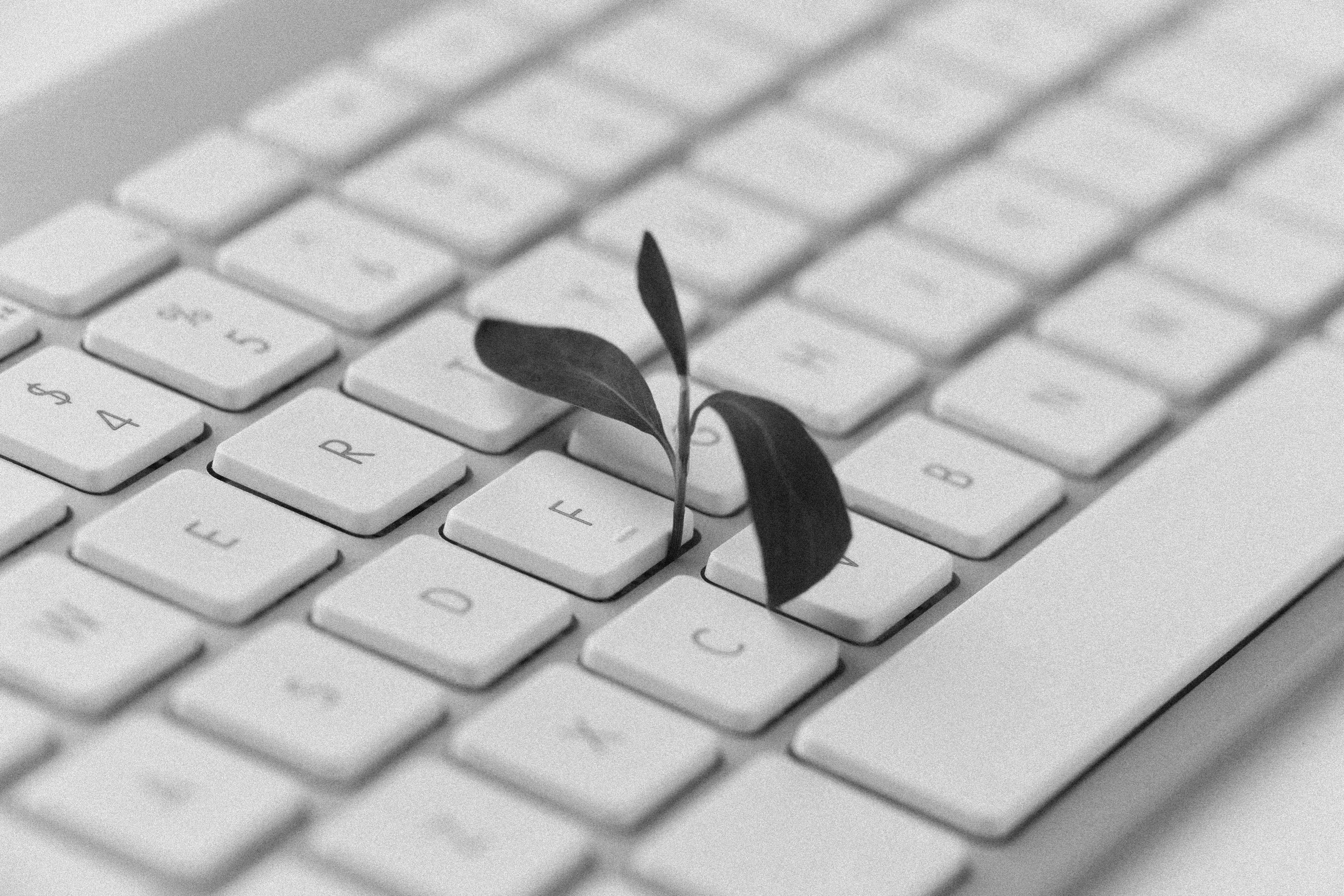 Small leave growing from keyboard